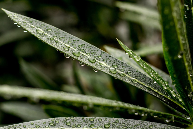 龙之谷意境有诗意名字_雨落微凉